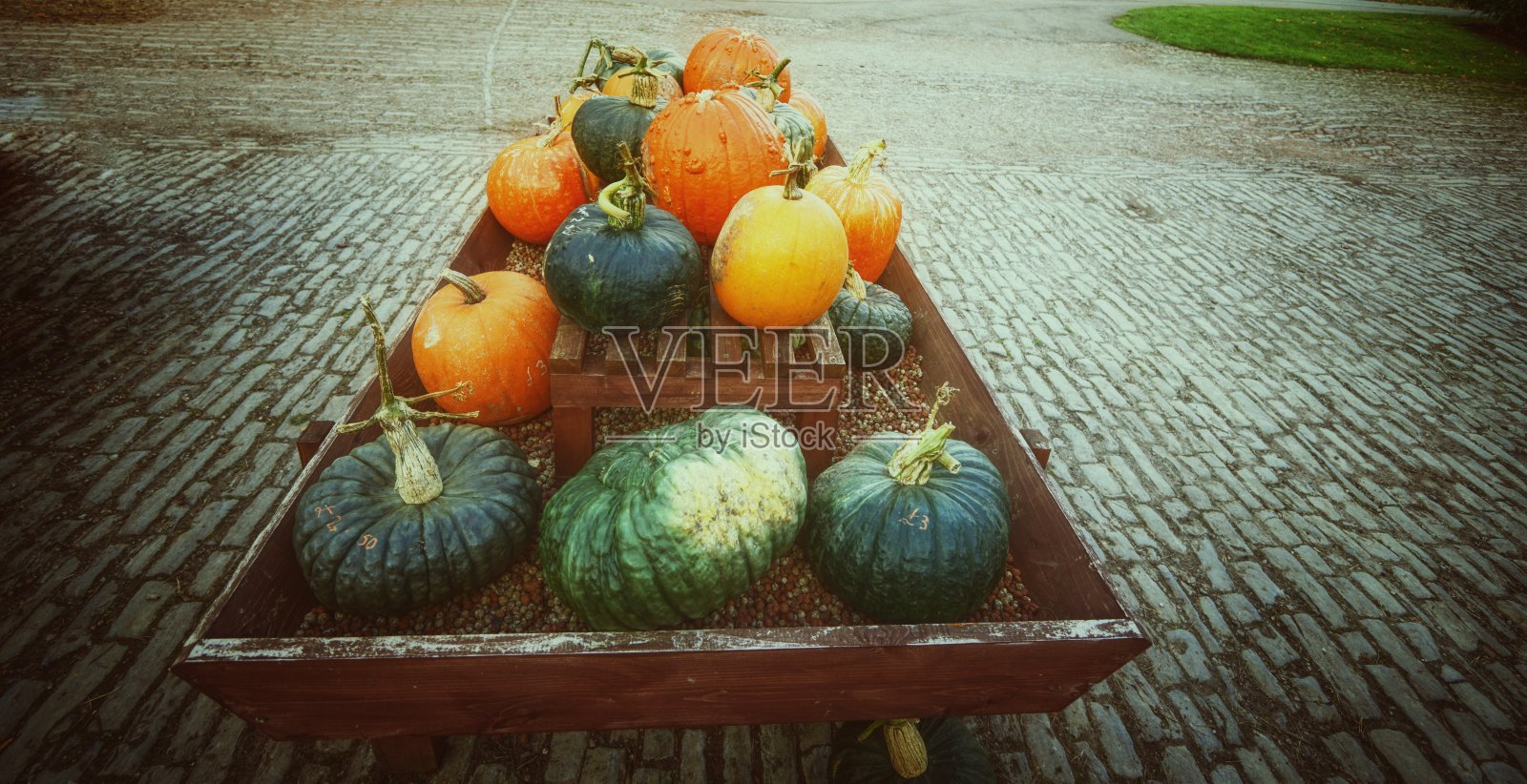 南瓜，南瓜，水果，藤秋天生产温室照片摄影图片