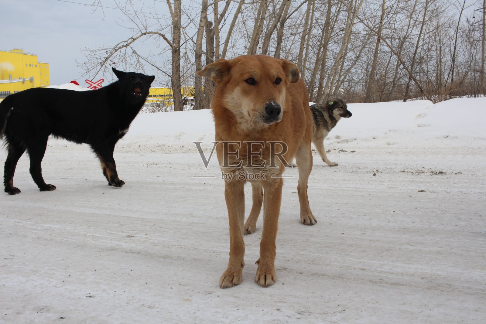 在俄罗斯，耳朵上戴着标签的流浪动物正在捕捉流浪动物照片摄影图片