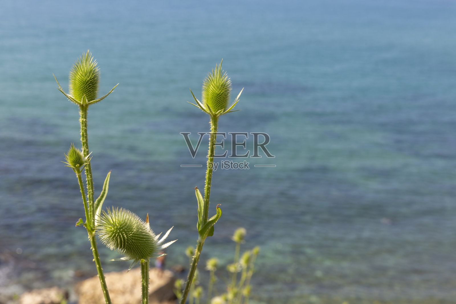 的花照片摄影图片