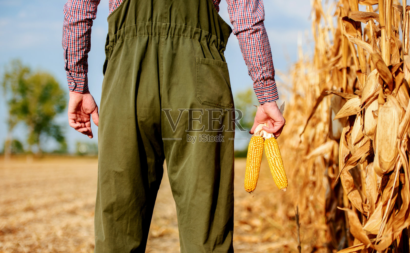 今年的收成很好。农民在田里采摘玉米，特写照片。农业的概念照片摄影图片