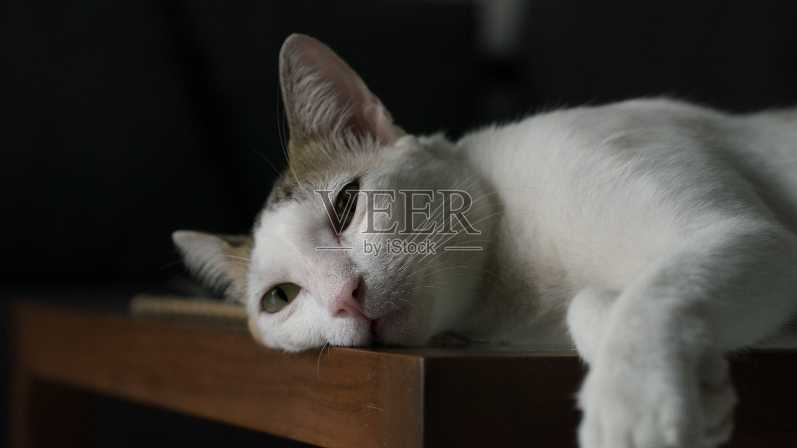 沮丧的猫照片摄影图片