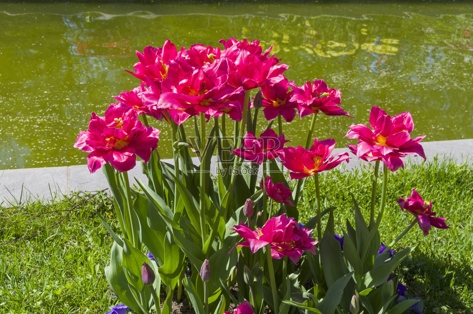 漂亮的鲜红色重瓣郁金香。照片摄影图片