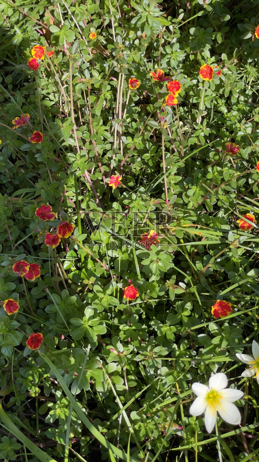 清晨的鲜花照片摄影图片