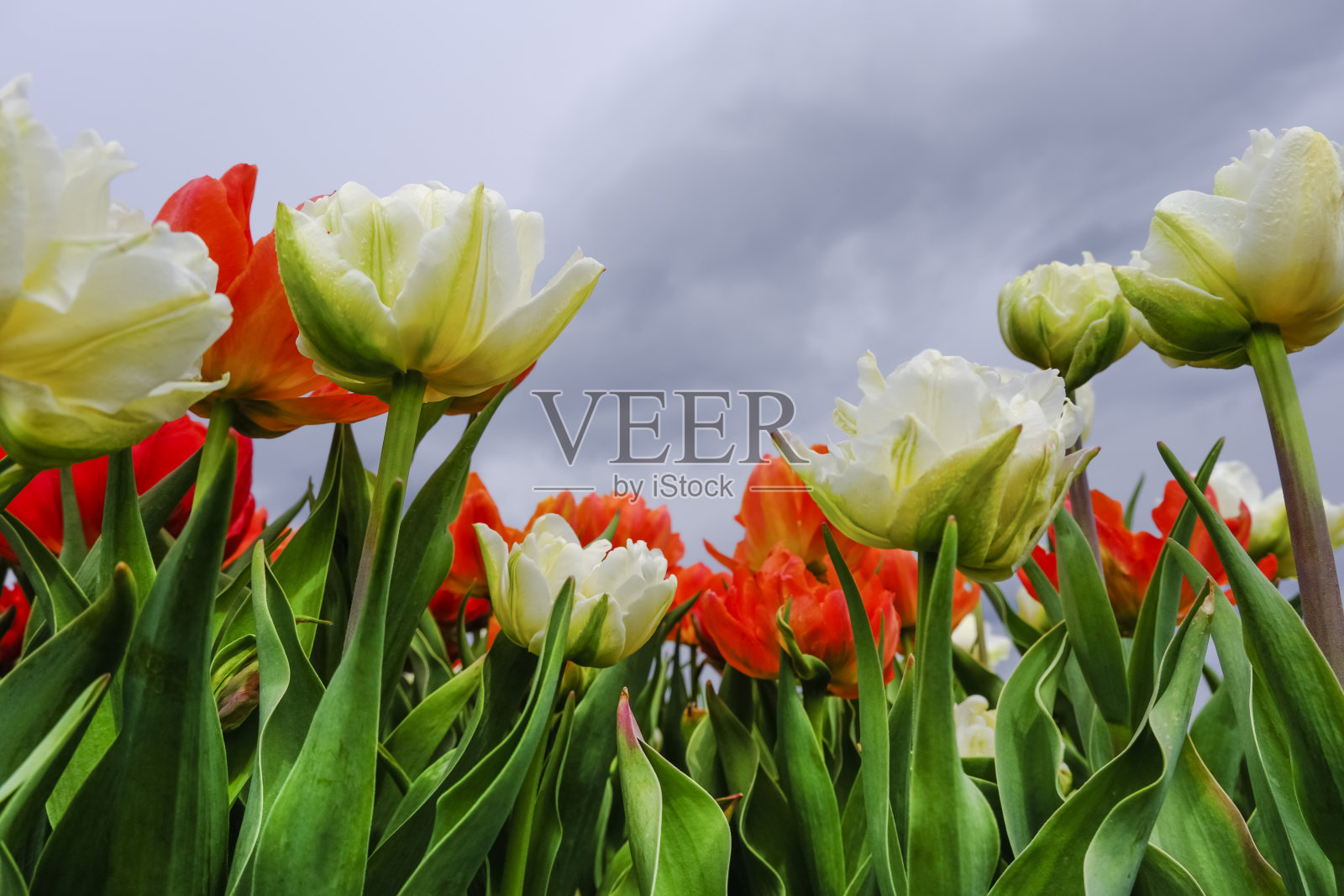 一片美丽的红色和白色郁金香与戏剧性的天空融为一体。春天的背景与嫩郁金香。花的背景。照片摄影图片