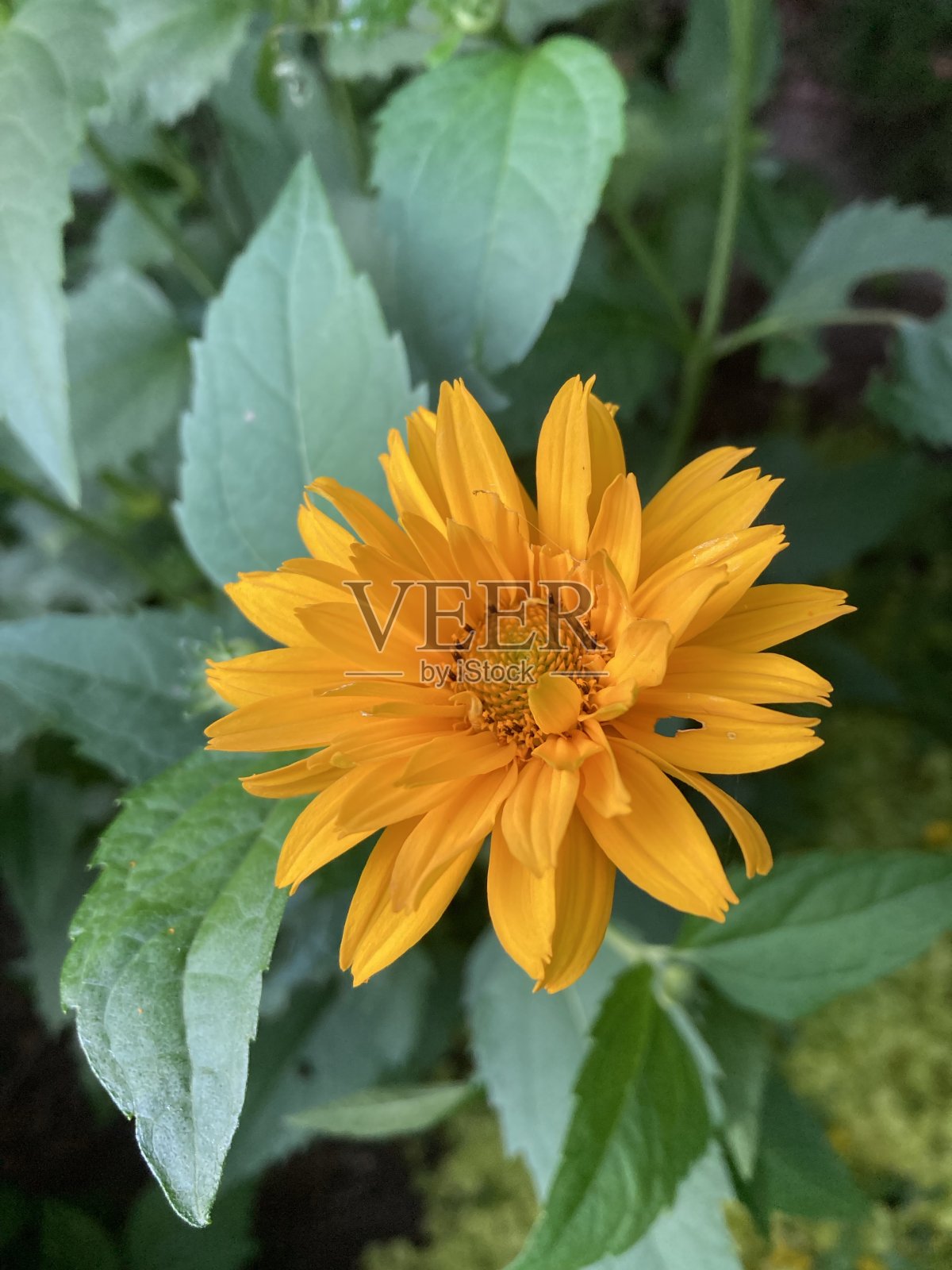 日芥菜俗称粗糙牛眼、光滑牛眼照片摄影图片