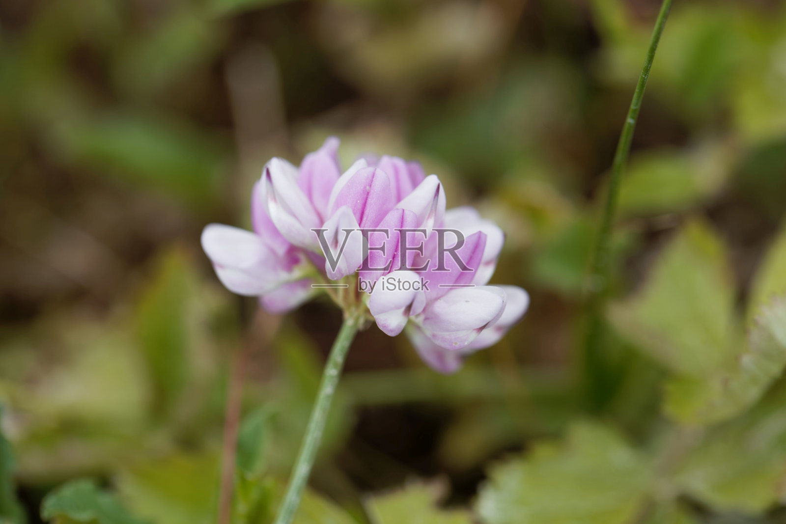 花的一种紫色的皇冠紫薇，变花照片摄影图片