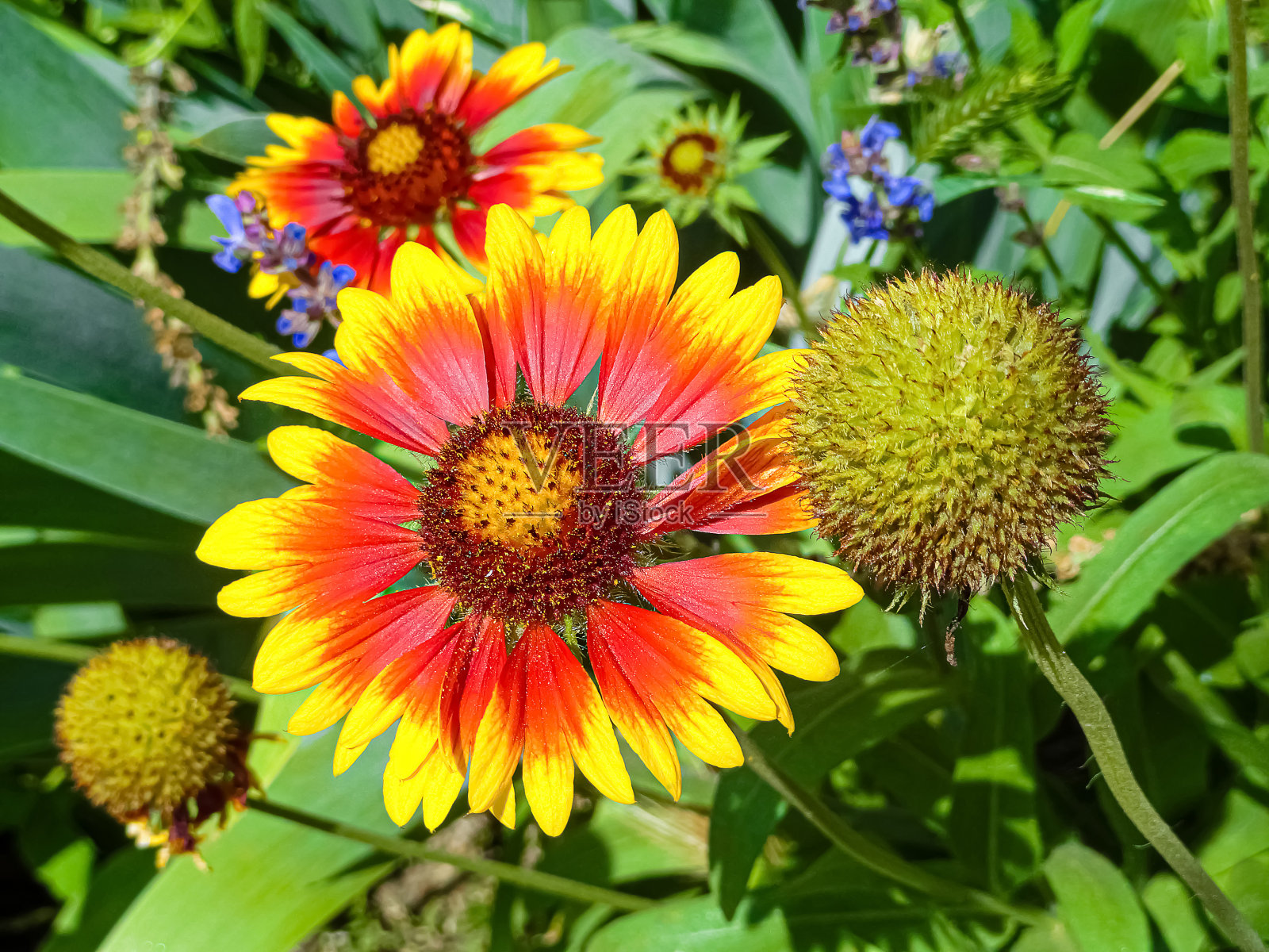 果园里的盖拉迪亚菌照片摄影图片