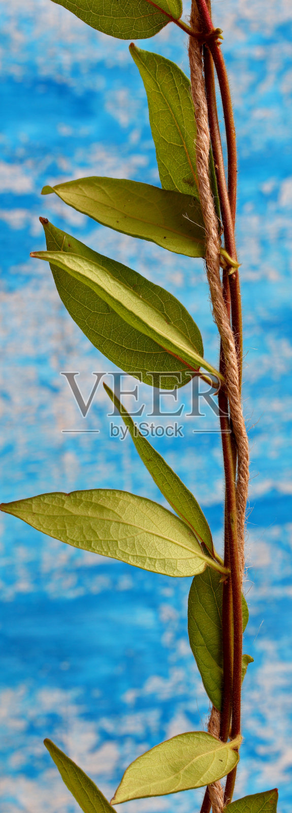 蓝色背景上的常青藤叶子照片摄影图片