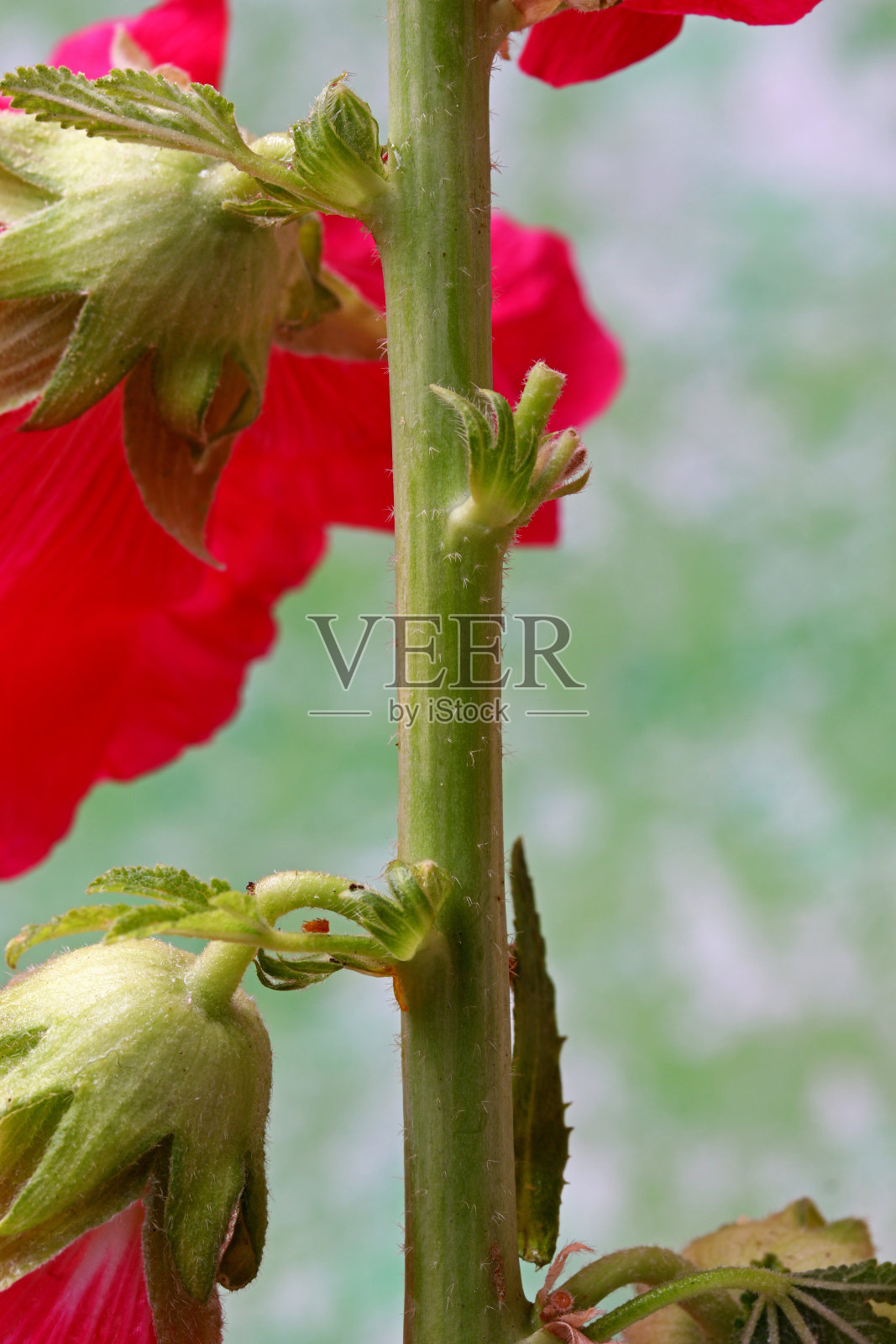 花园中红色花朵的特写照片摄影图片