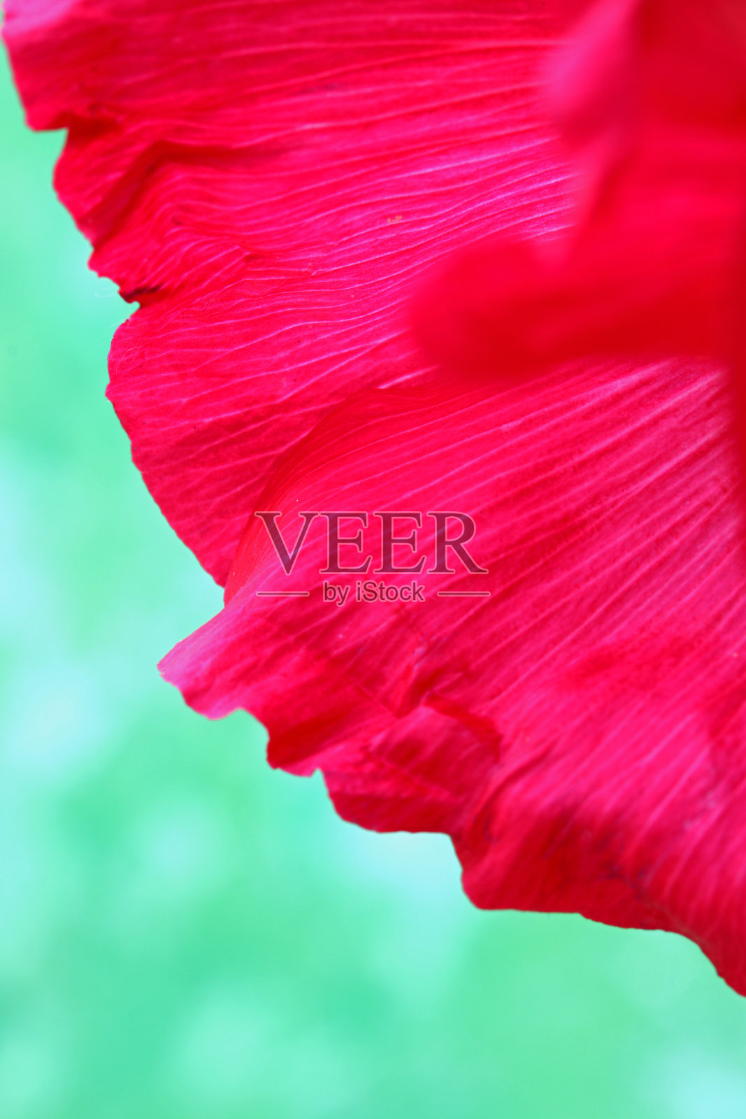 花园中红色花朵的特写照片摄影图片