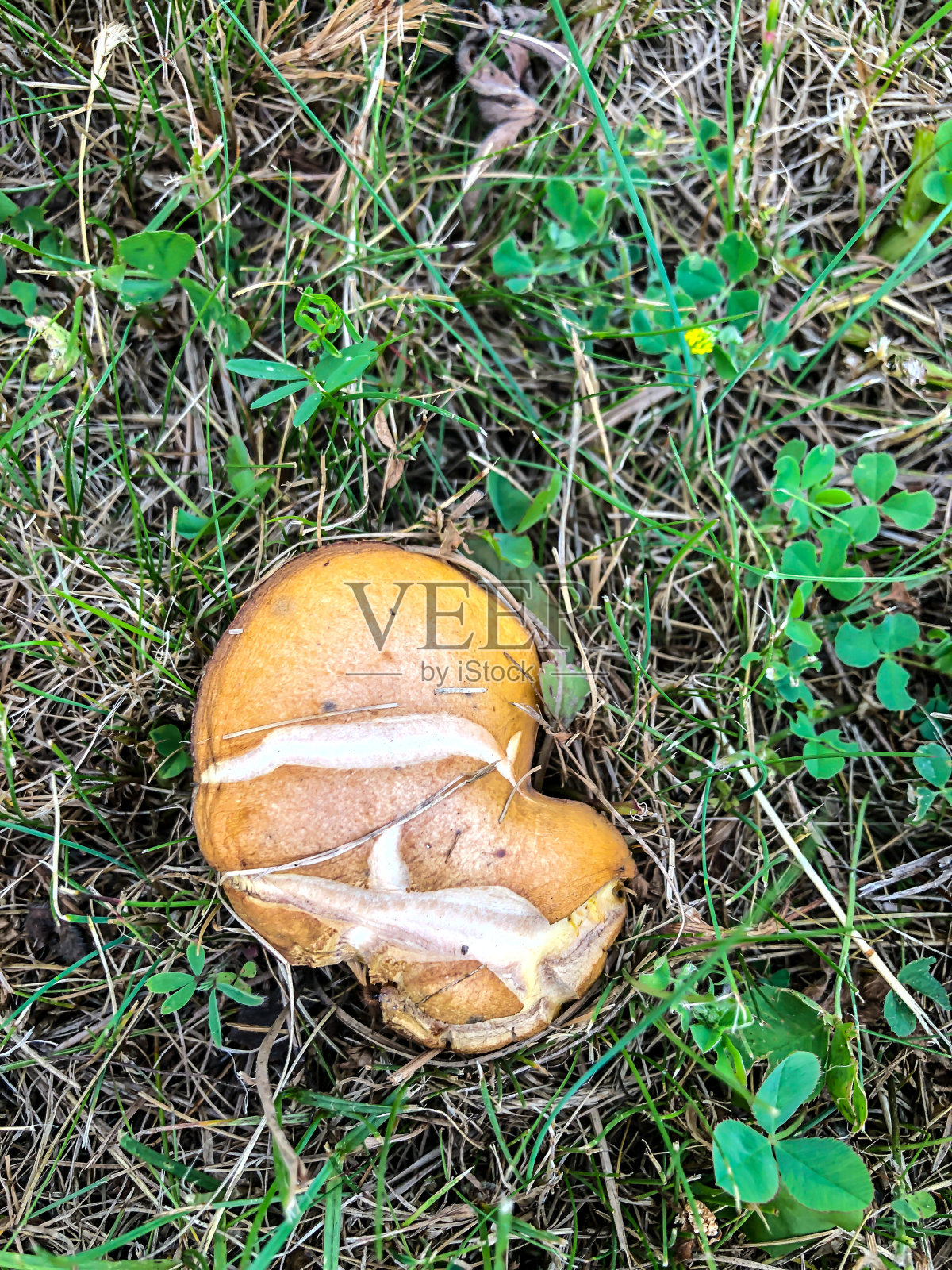 在森林的草地上放蘑菇照片摄影图片