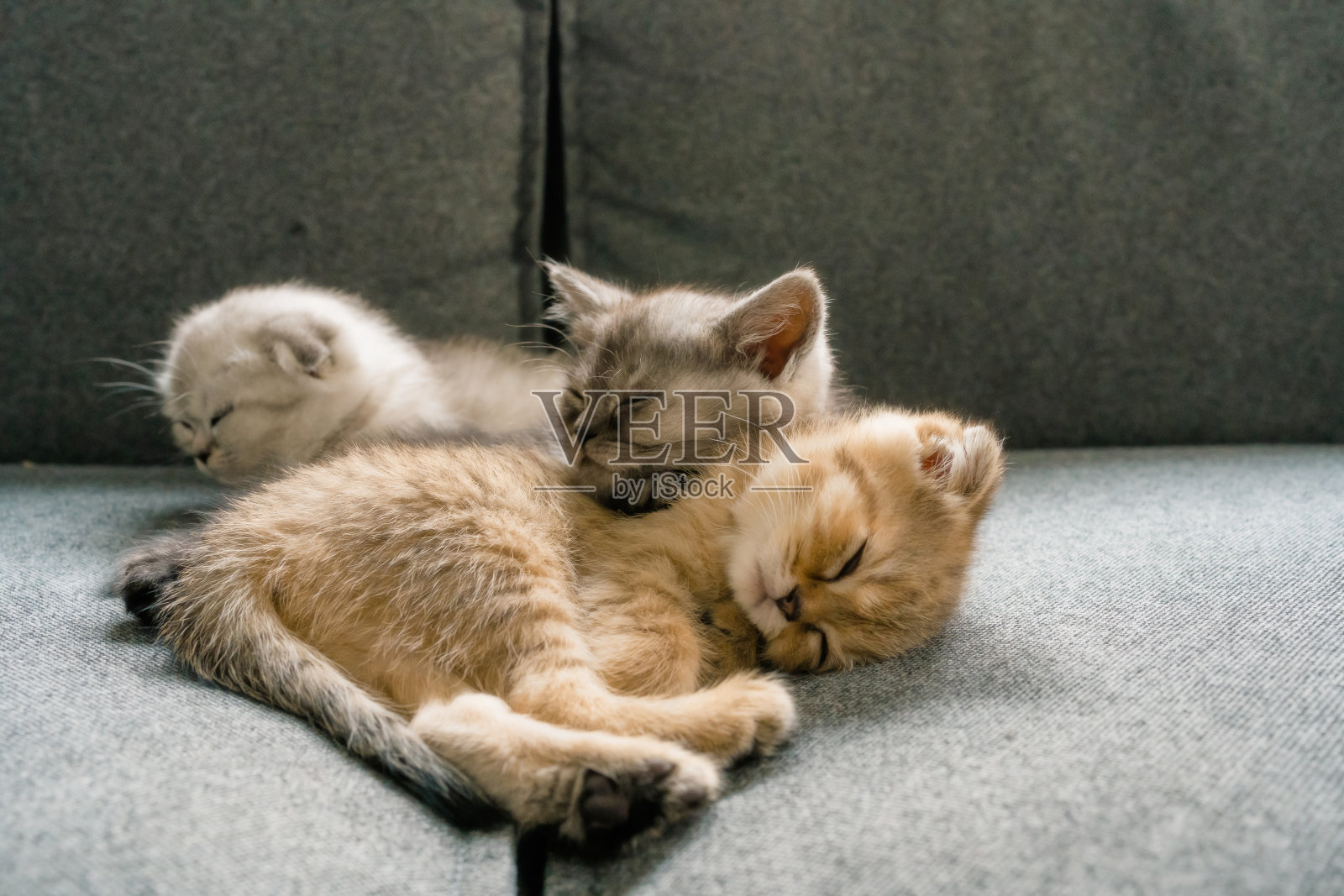 英国短毛小猫照片摄影图片