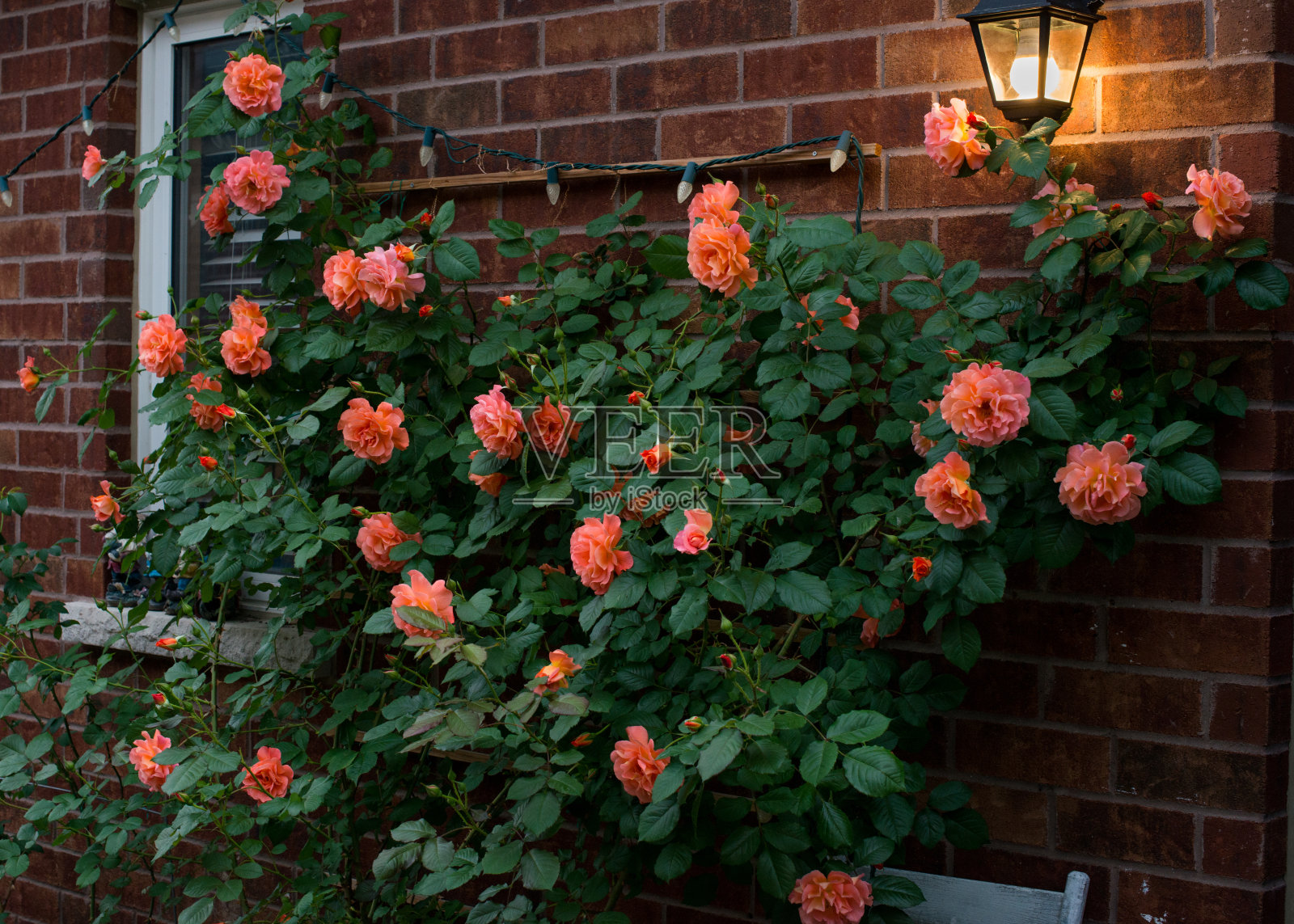 加拿大傍晚的红砖墙上爬满了红色的蔷薇照片摄影图片
