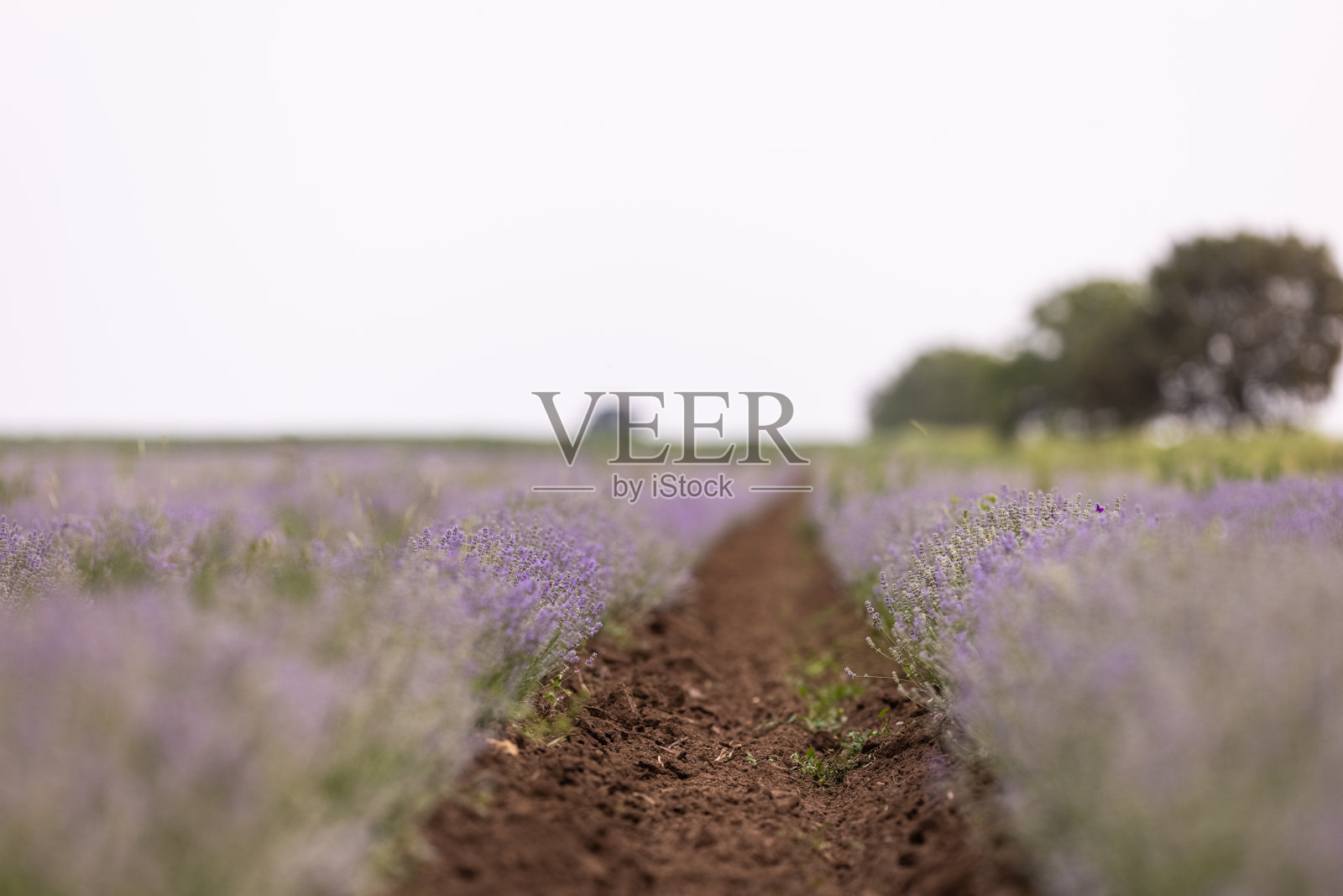 薰衣草花田照片摄影图片