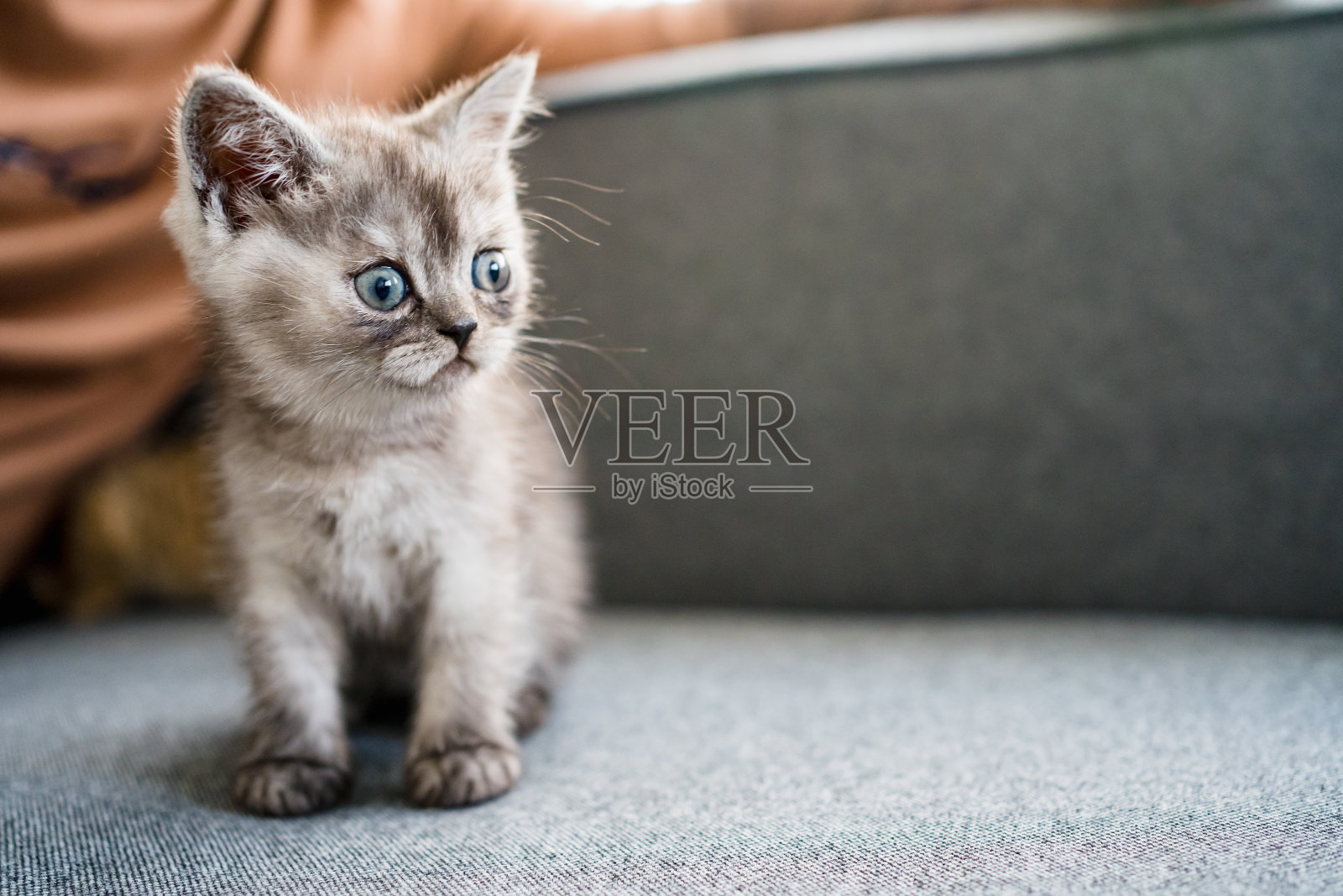 英国短毛小猫照片摄影图片