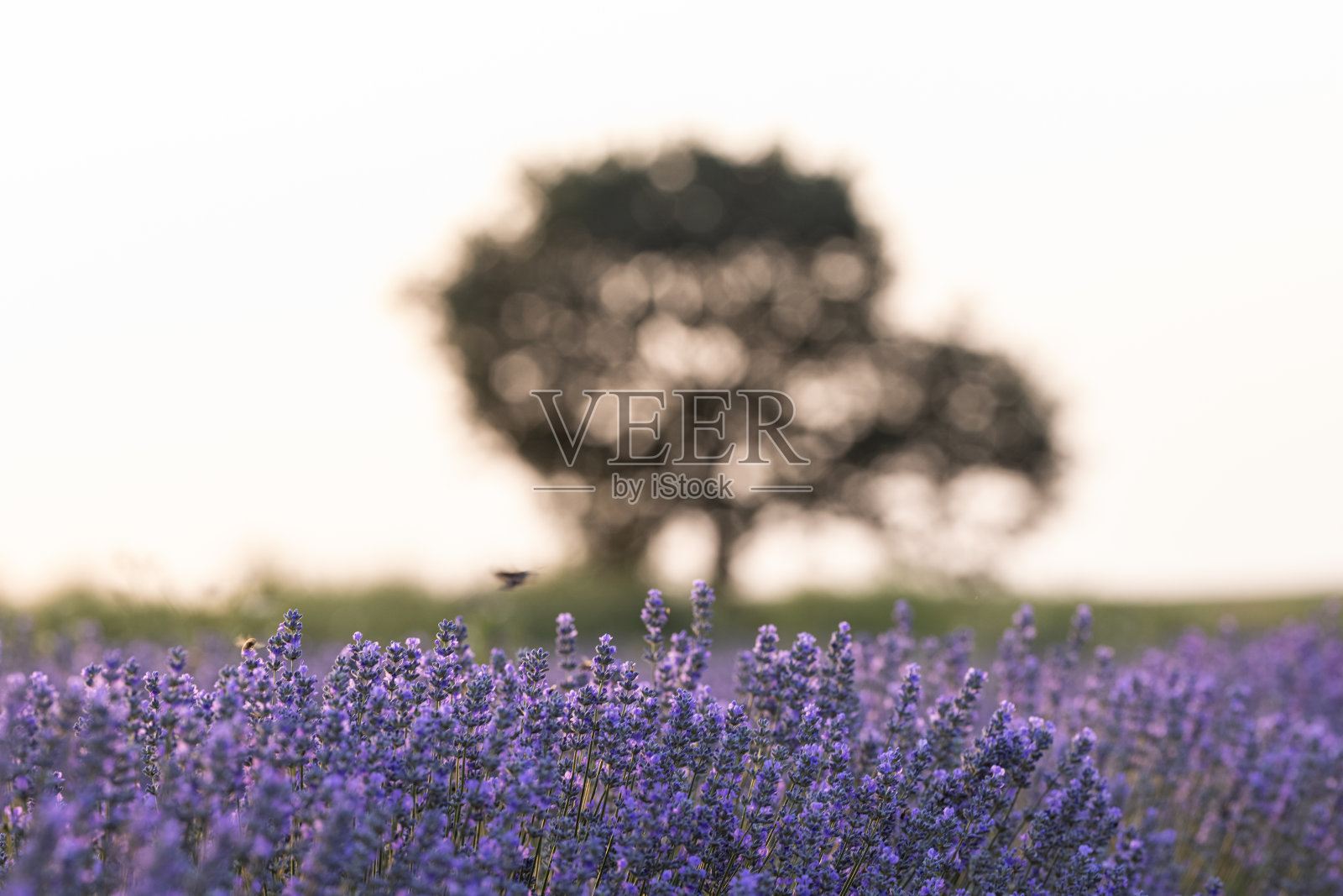 薰衣草花田照片摄影图片