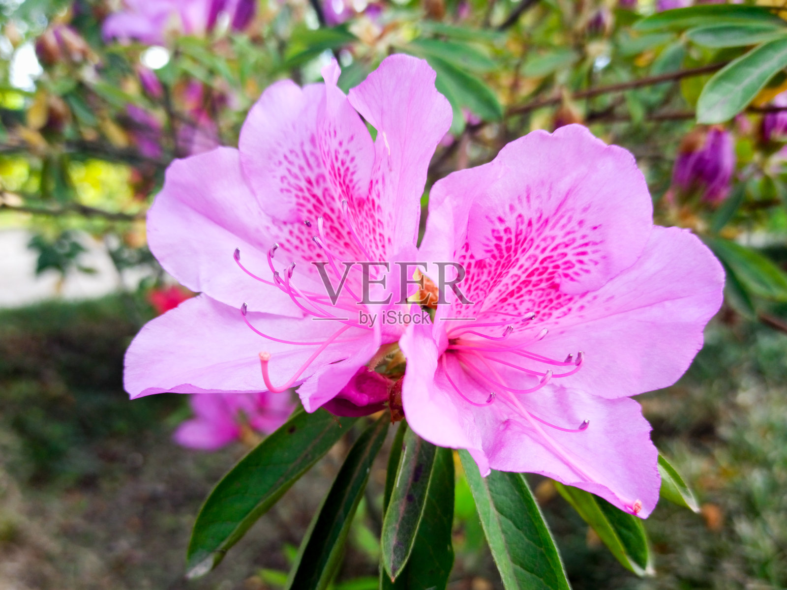 杜鹃花在树上的特写背景照片摄影图片