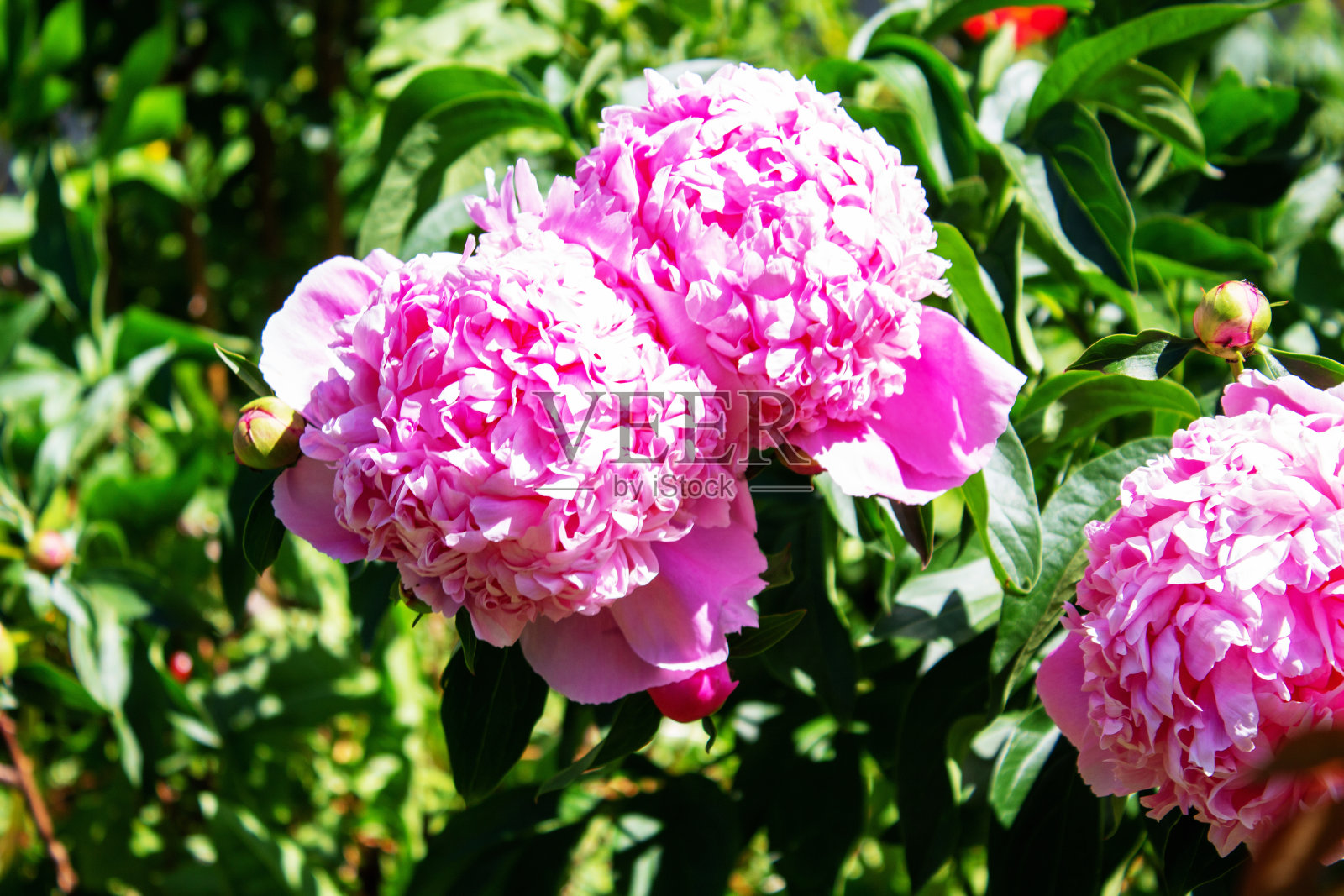 粉红色的毛巾布牡丹在灌木丛中盛开。花园。照片摄影图片