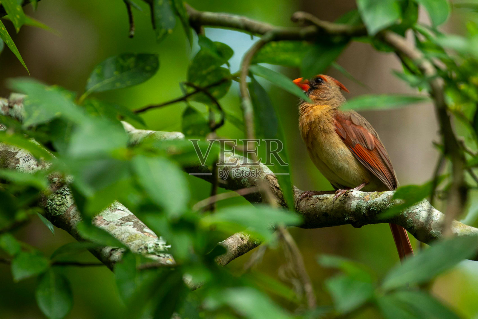 栖息在树枝上的雌性北方红衣主教照片摄影图片
