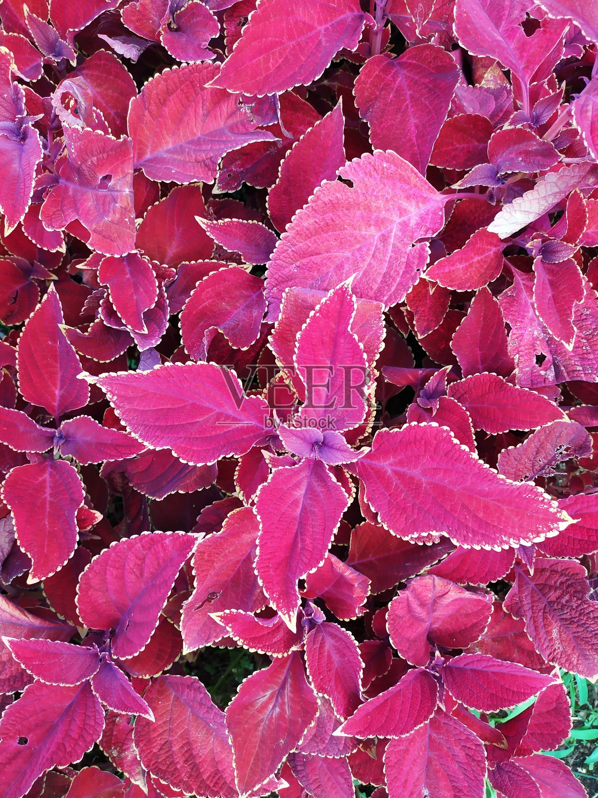 红色的植物照片摄影图片