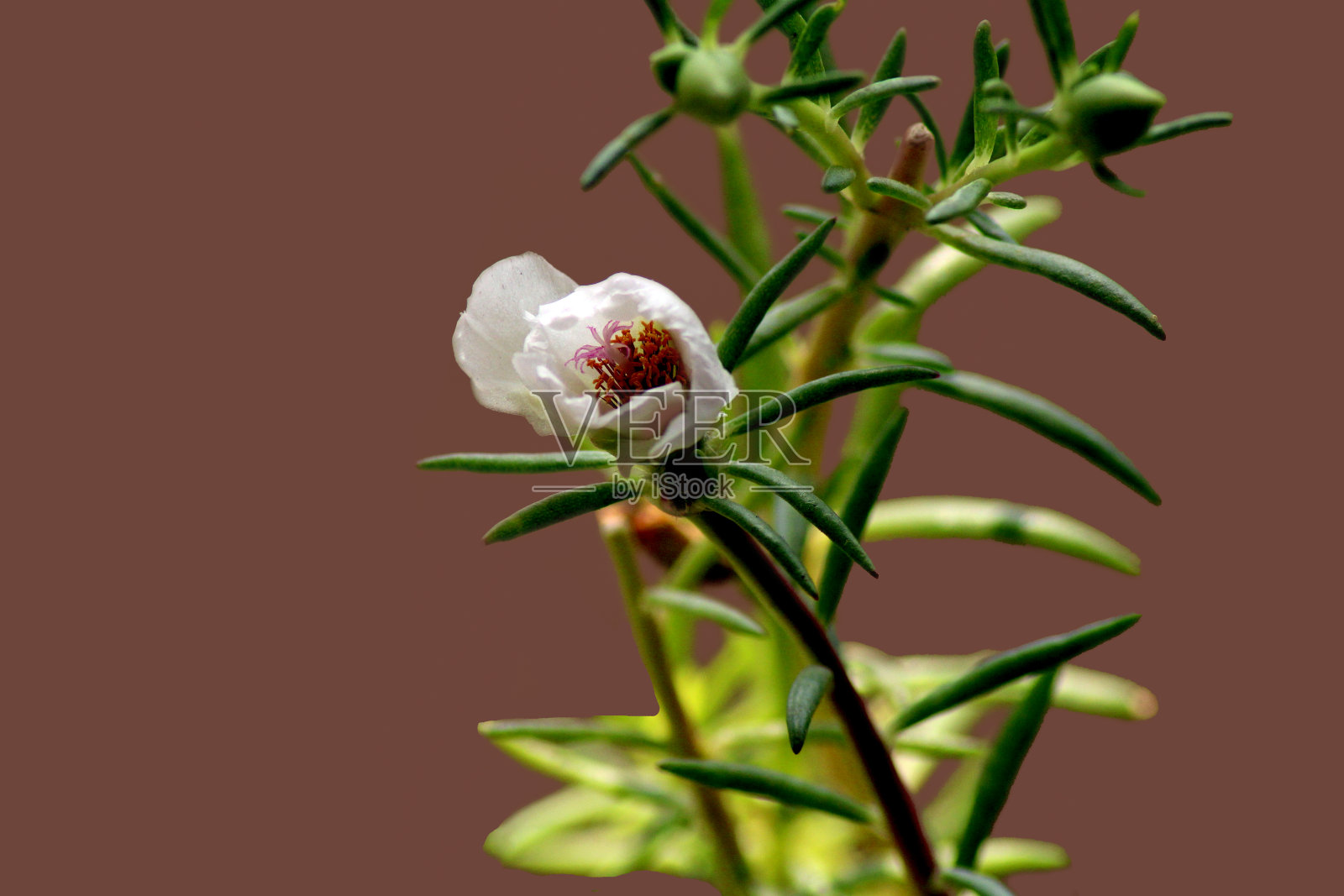 白色的花照片摄影图片