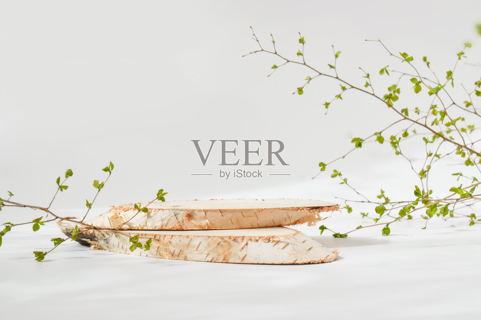 一个极简主义的场景，一棵躺着的桦树和一根绿树枝。照片摄影图片