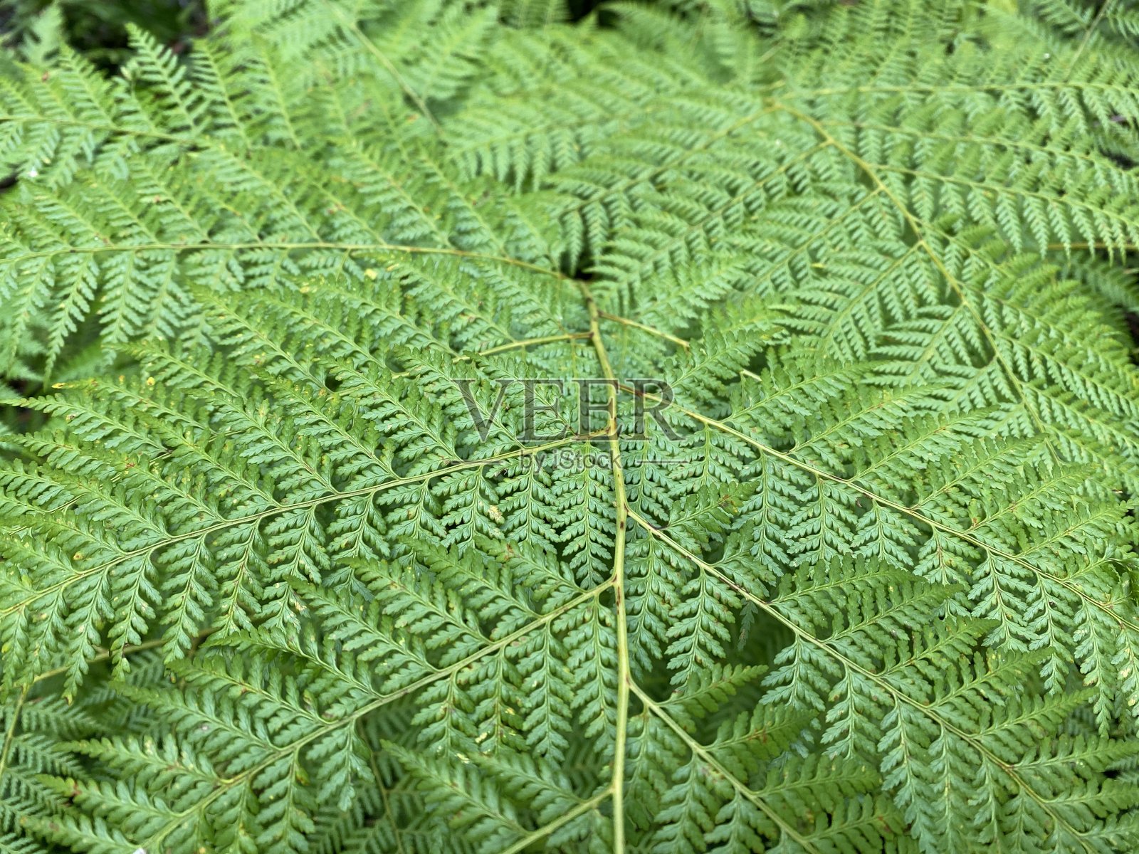 蕨类植物叶子上的图案背景照片摄影图片