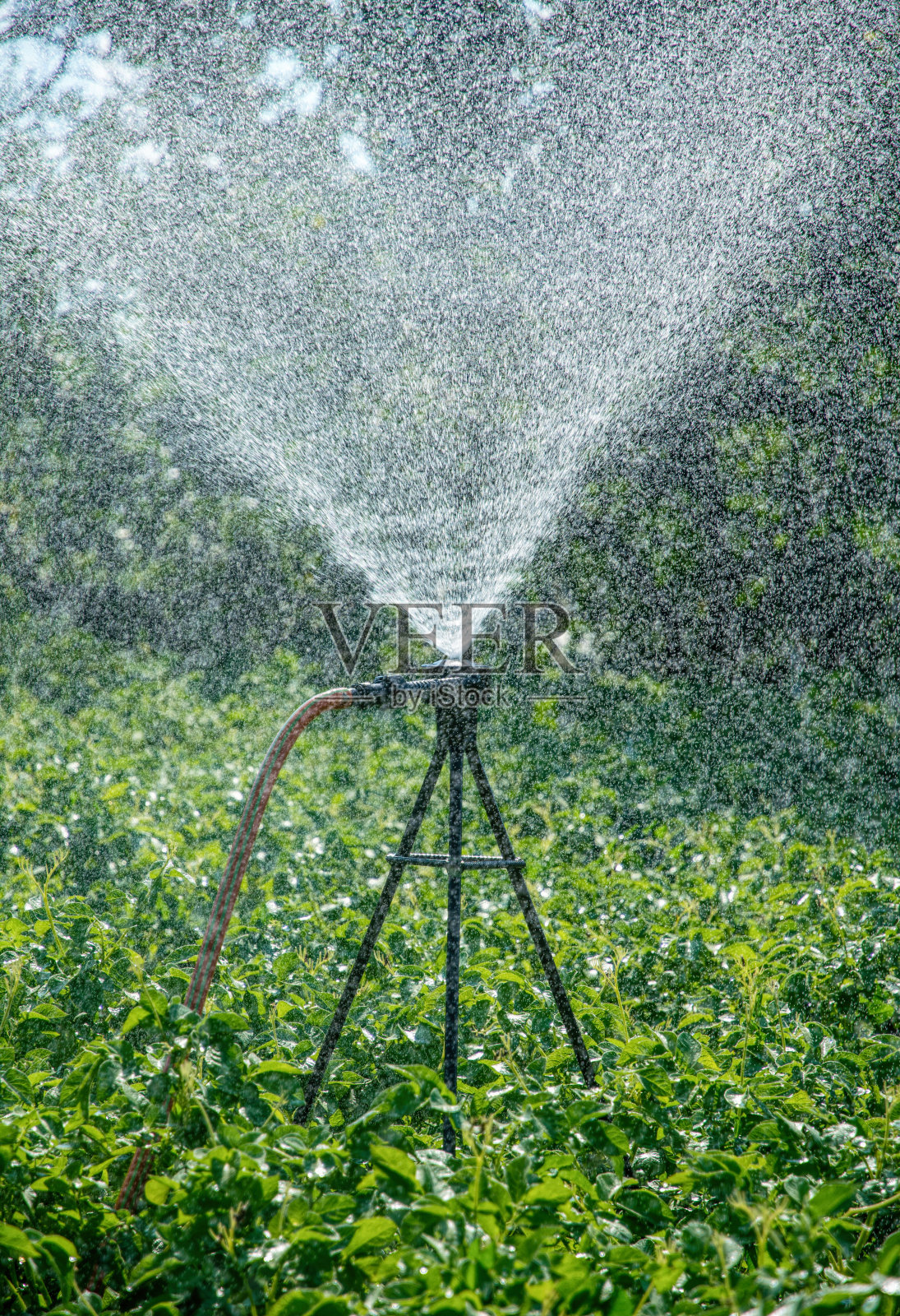花园浇灌着一片春天的绿草坪。阳光明媚的花园照片摄影图片