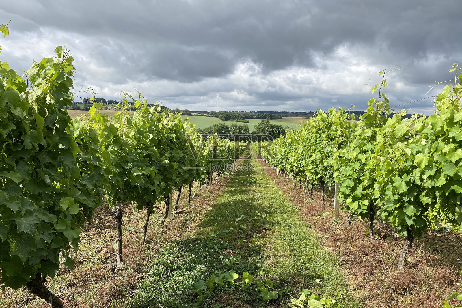 法国生物葡萄农场，蓝天白云照片摄影图片