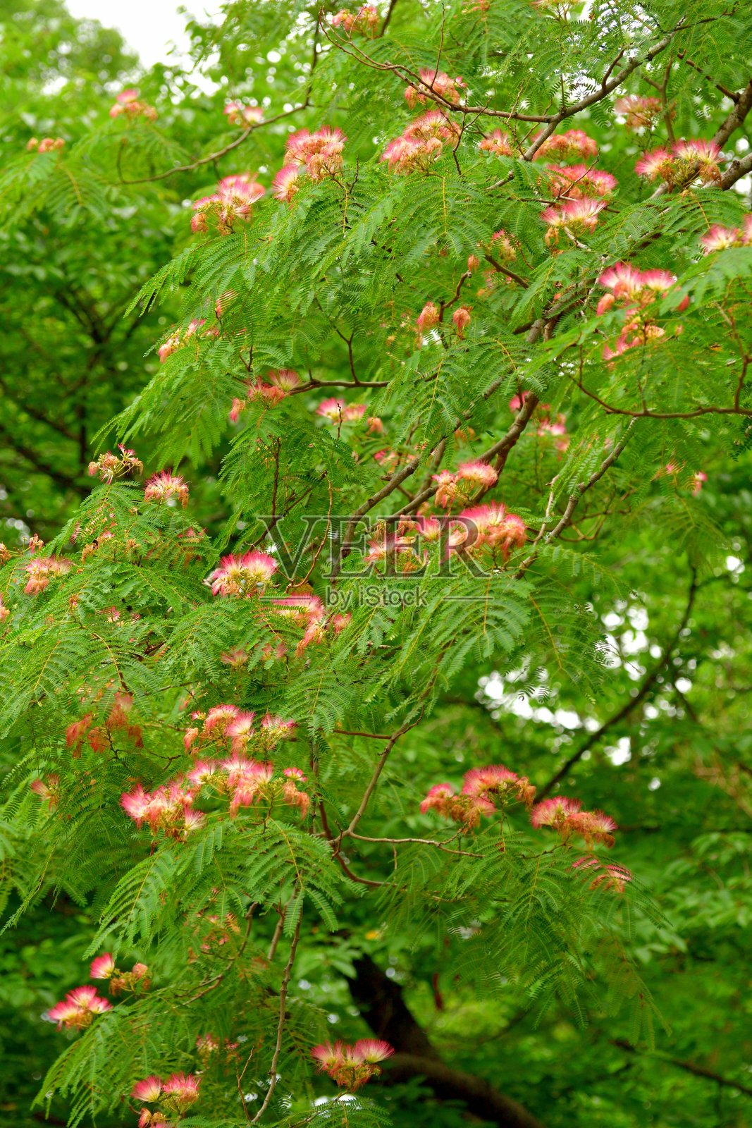 合欢花照片摄影图片