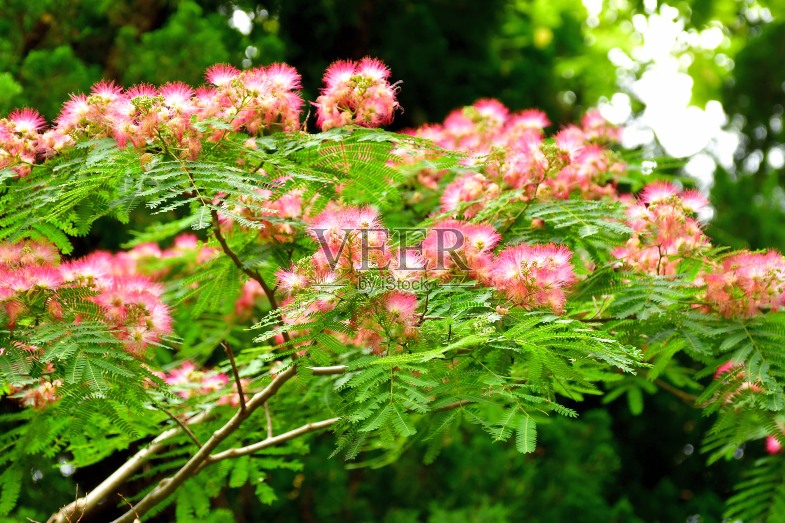 合欢花/蚕丝树花照片摄影图片