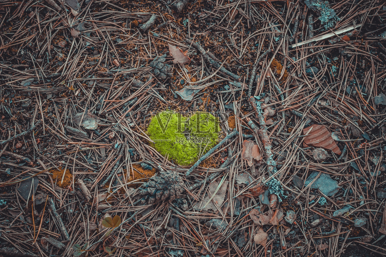 地上青苔呈心形照片摄影图片