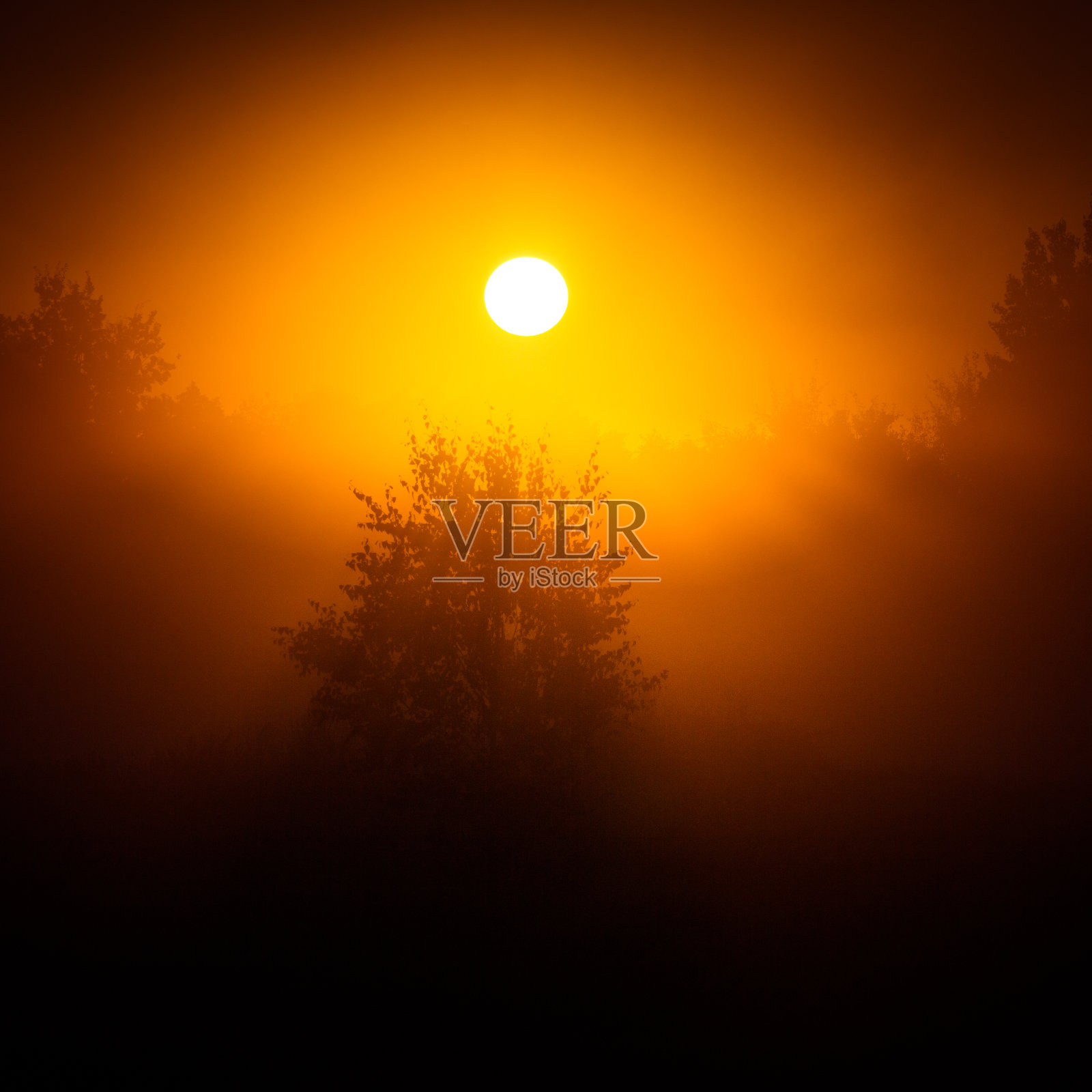 在夏天的日出时，一个太阳圆盘穿过薄雾闪闪发光。照片摄影图片