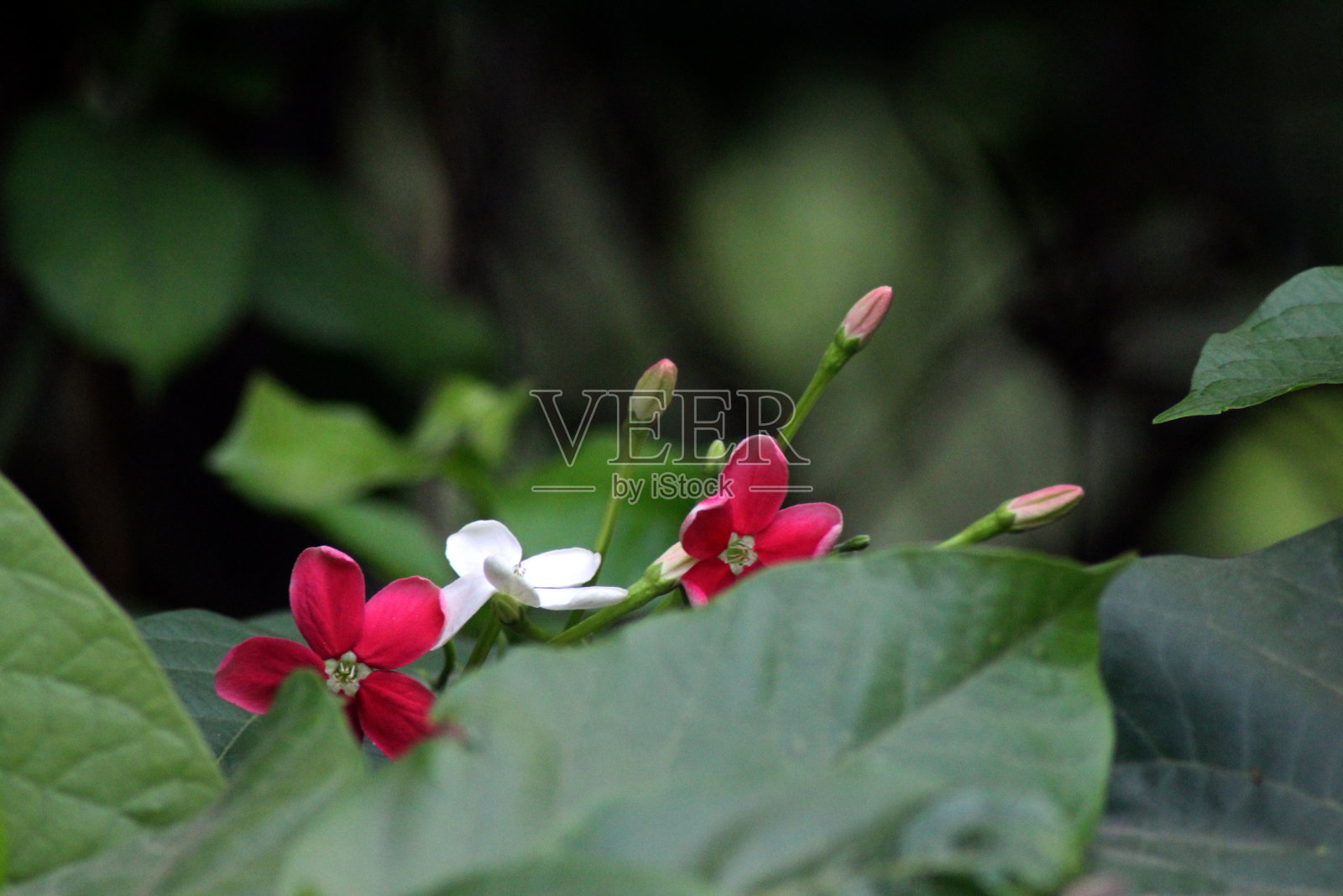 白花与红花照片摄影图片