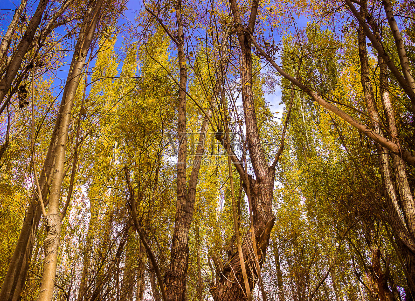 树照片摄影图片