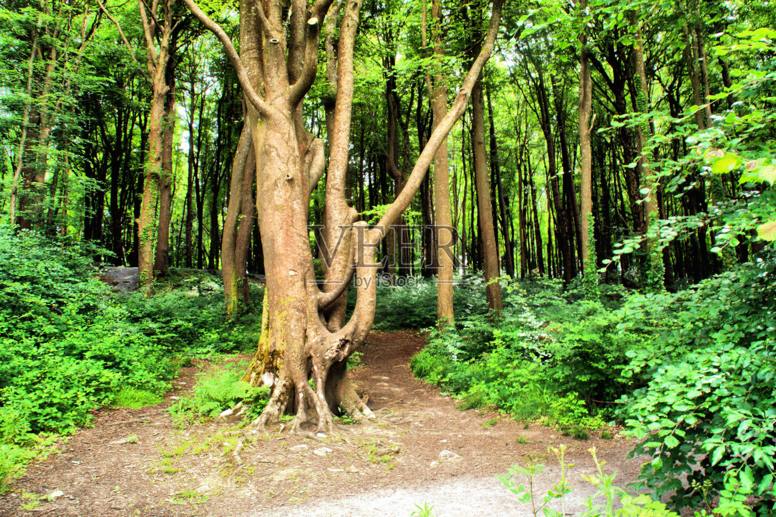 爱尔兰的森林景色照片摄影图片