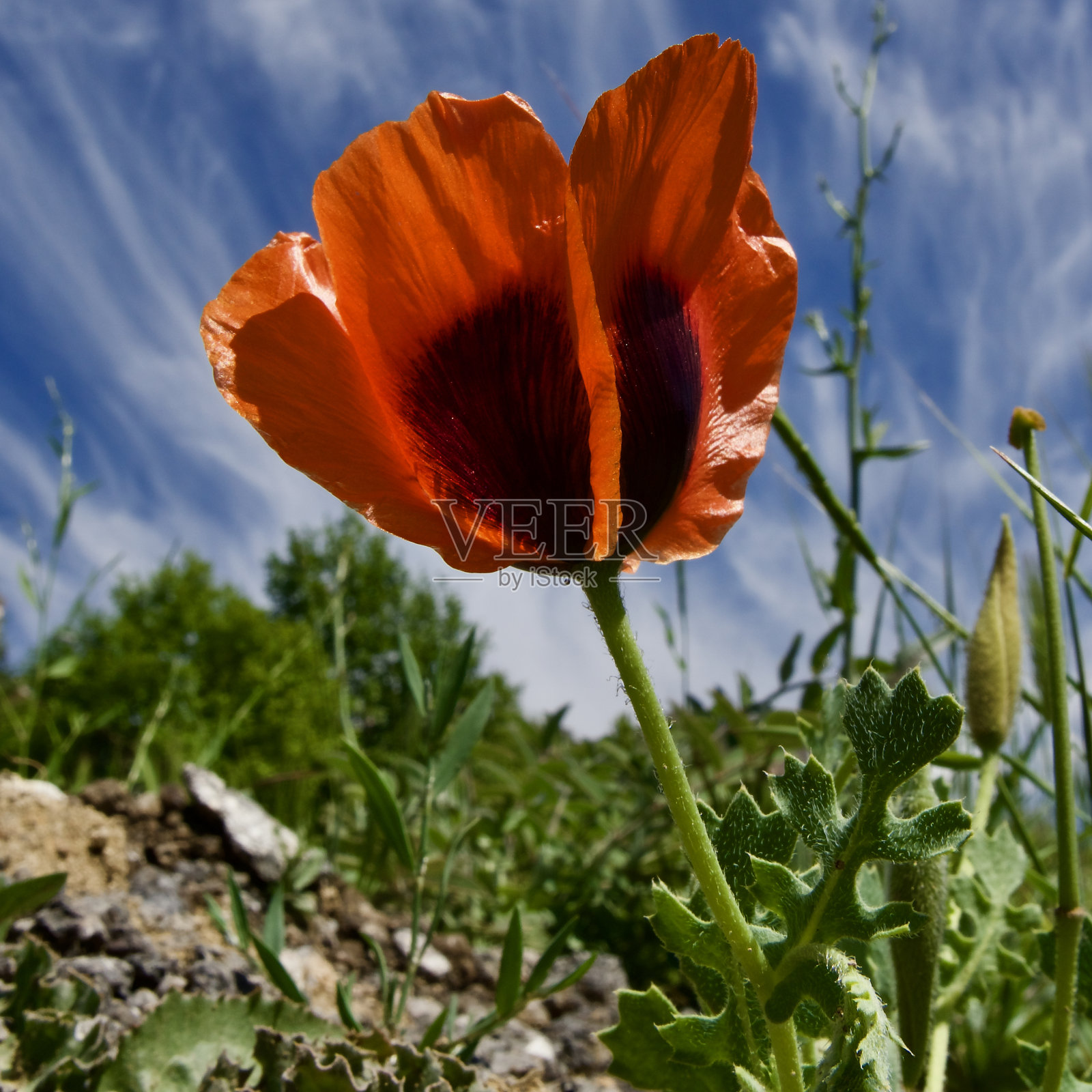 田野里的一种野生荆棘植物。多云，蓝天和杂草。照片摄影图片
