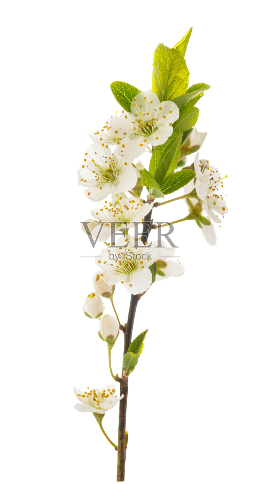 梅花带花枝照片摄影图片