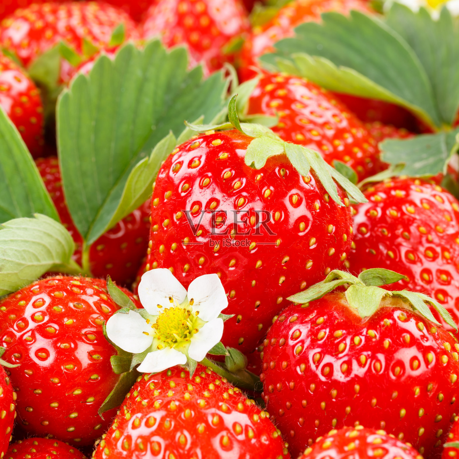 草莓果实，草莓果实，草莓果实，有叶子和花的方形照片摄影图片