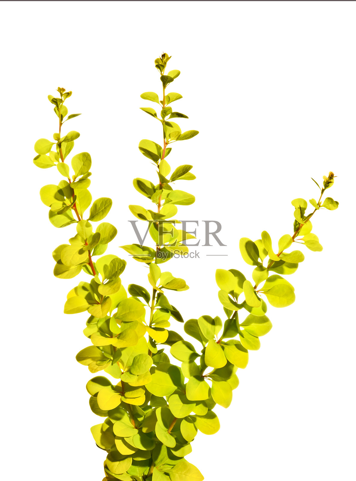 春天小檗的小枝孤立在白色上照片摄影图片