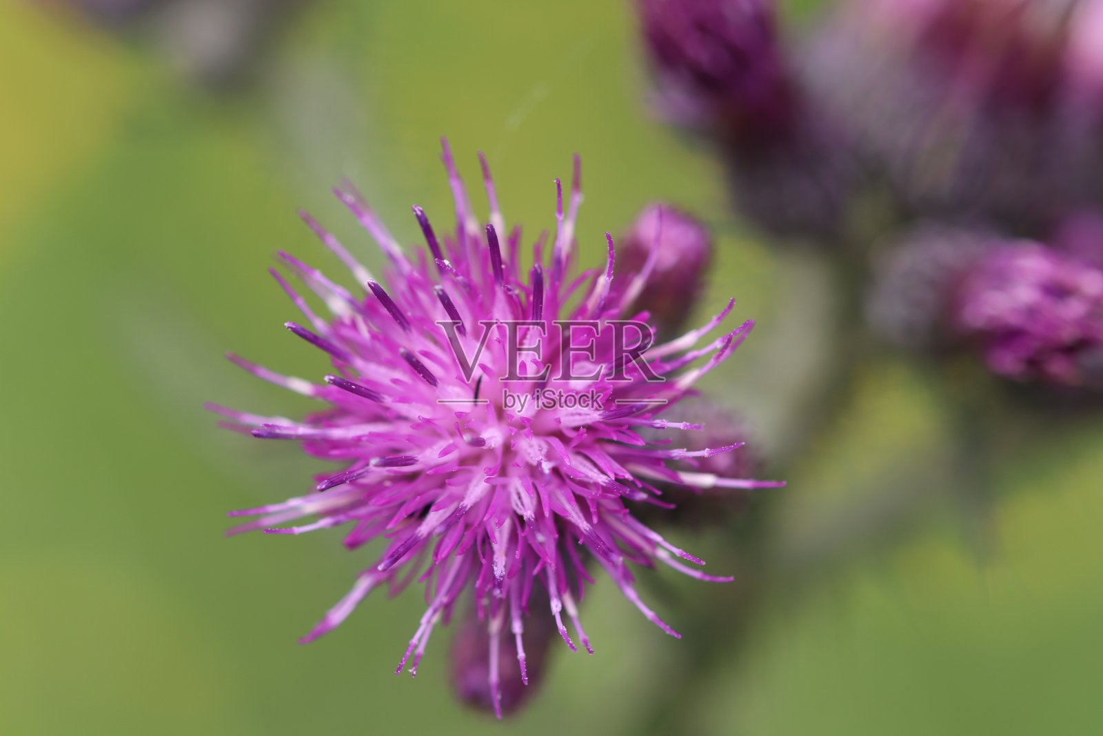 花照片摄影图片