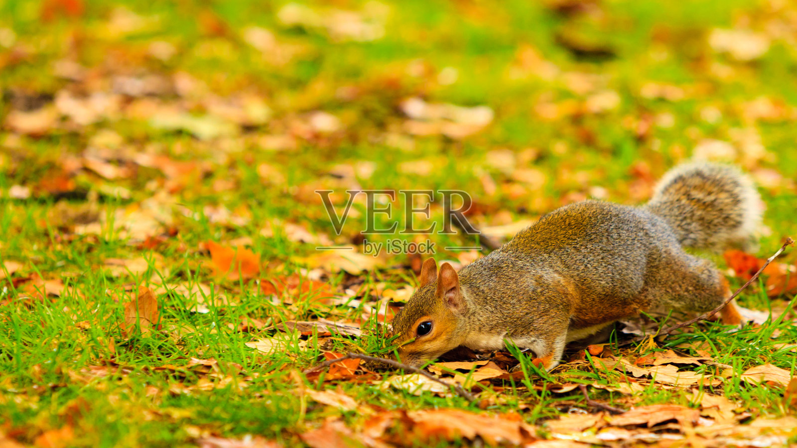 秋天公园里的灰松鼠照片摄影图片
