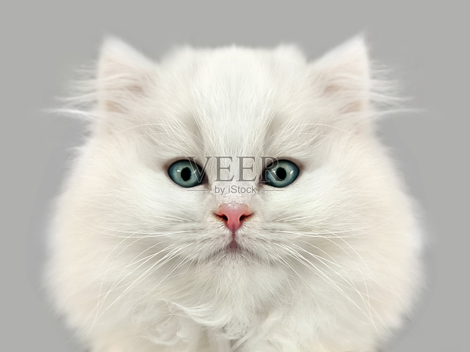 特写的白色毛茸茸的小猫在灰色照片摄影图片