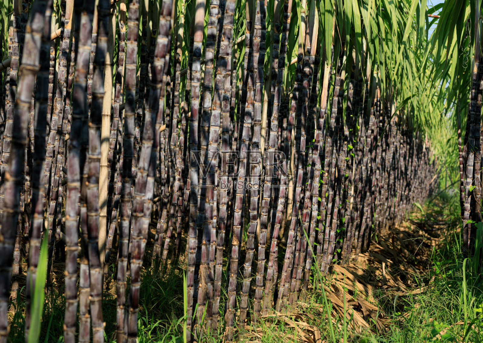 甘蔗生长在田间照片摄影图片