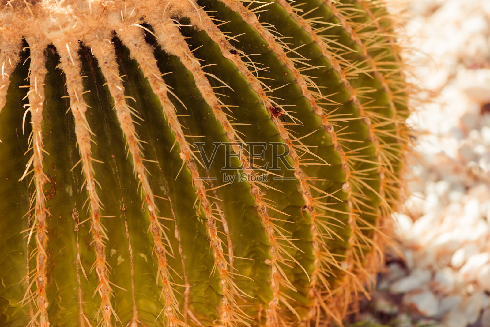 夏日花园阳光下的仙人掌植物照片摄影图片