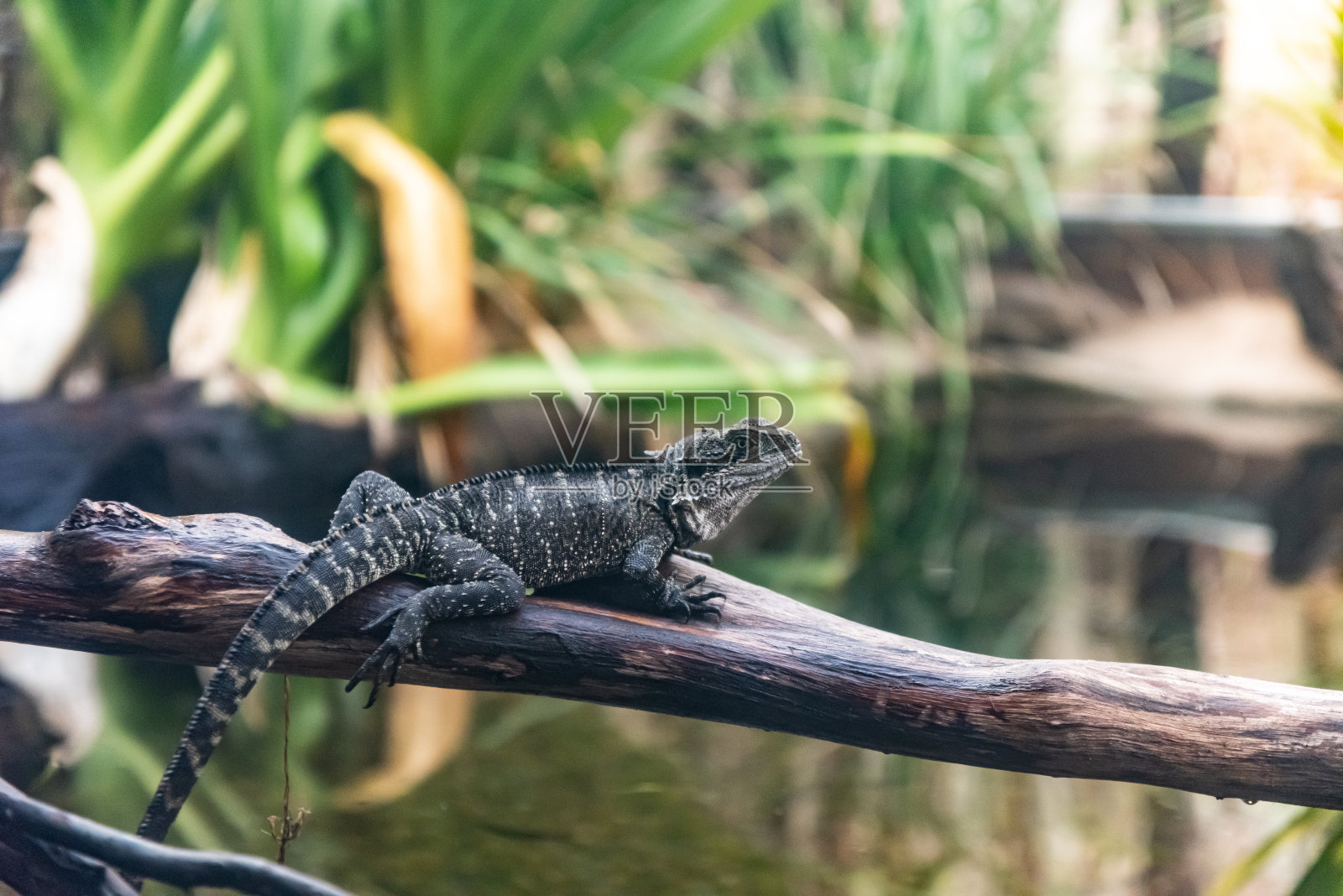 森林里的蜥蜴照片摄影图片