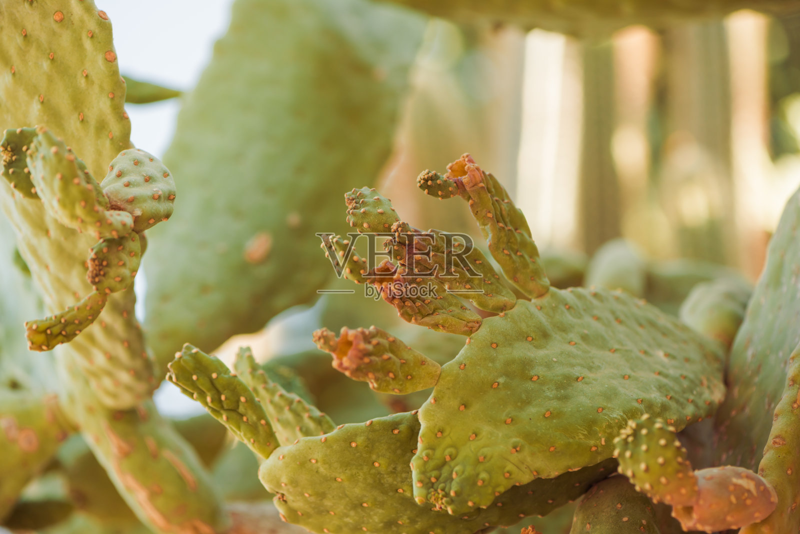 夏日花园阳光下的仙人掌植物照片摄影图片