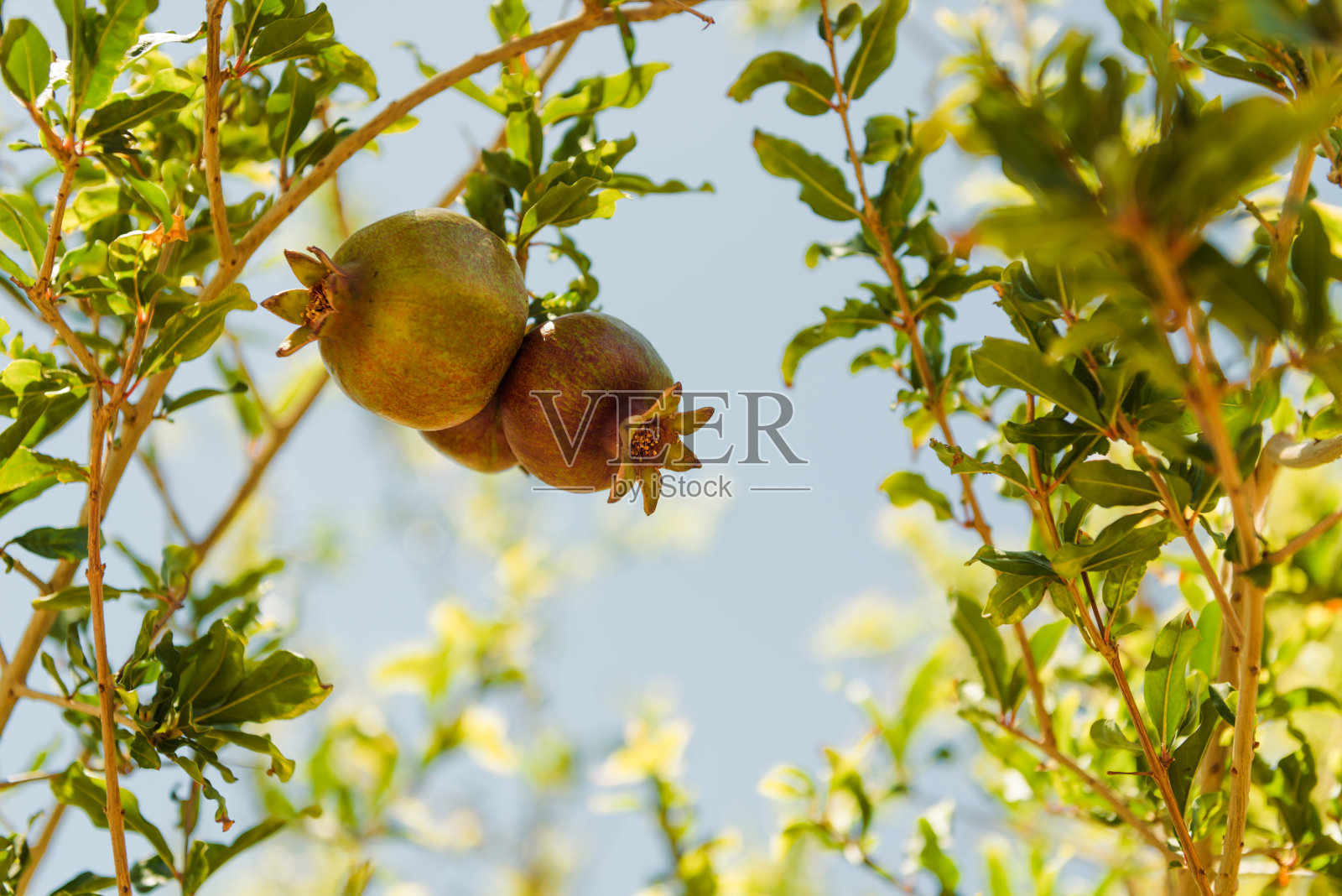 花园树上生长的石榴照片摄影图片