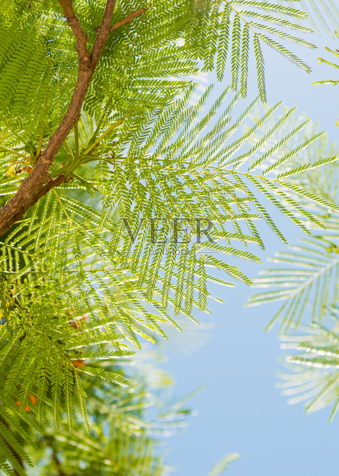 新鲜的热带树枝照片摄影图片