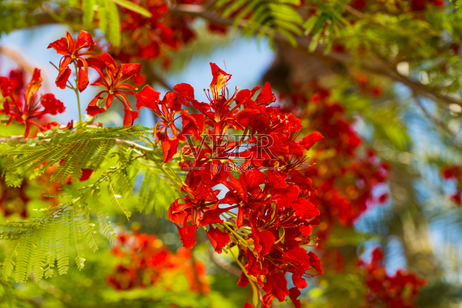 新鲜的热带树枝照片摄影图片